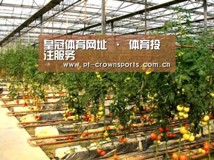 种植基地二(图1)